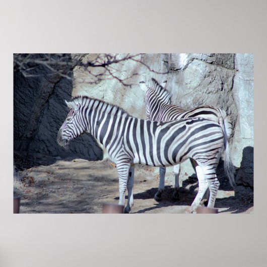 Poster Photo Zebras (Devant)