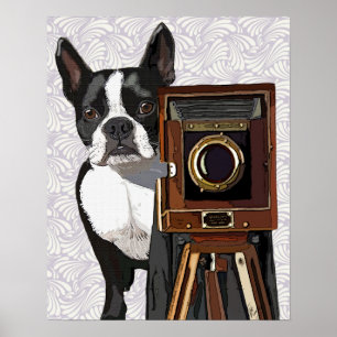 Poster Photographe Boston Terrier