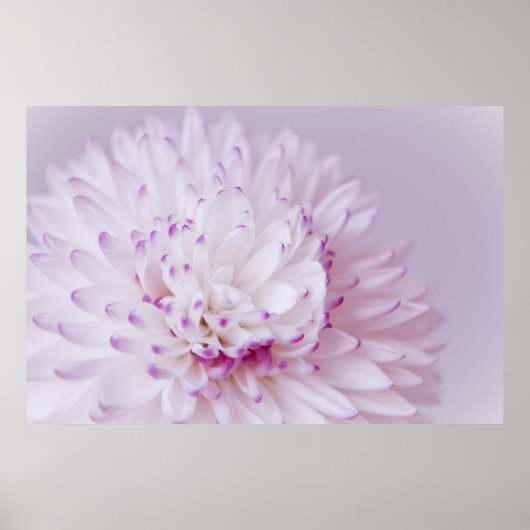 Poster Photographie à fleurs pastel douce (Devant)