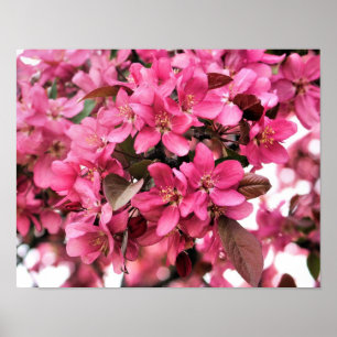Poster Photographie à fleurs roses