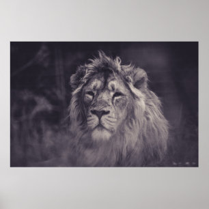 POSTER PHOTOGRAPHIE À GRANDE ÉCHELLE DE LION