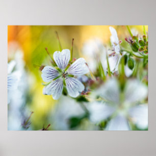 Poster Photographie abstraite de fleur de géranium blanc