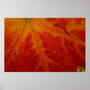 Poster Photographie abstraite de la feuille d'érable roug