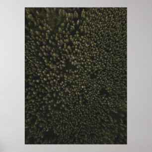 Poster Photographie aérienne de grands arbres verts