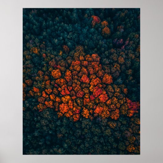 Poster Photographie aérienne de la forêt (Devant)