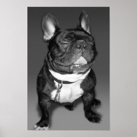 Poster Photographie artistique du sourire d'un Bulldog fr (Devant)