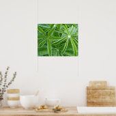 Poster Photographie botanique Feuille de Lupin (Cuisine)