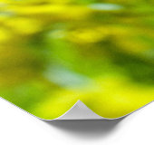 Poster Photographie botanique florale de Mimosa (Coin)