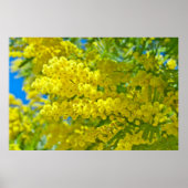 Poster Photographie botanique florale de Mimosa (Devant)