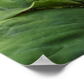 Poster Photographie botanique Plante (Coin)