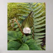 Poster Photographie botanique Plante (Devant)