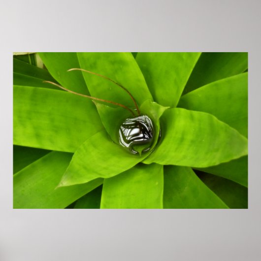 Poster Photographie botanique verte de Bromeliad (Devant)
