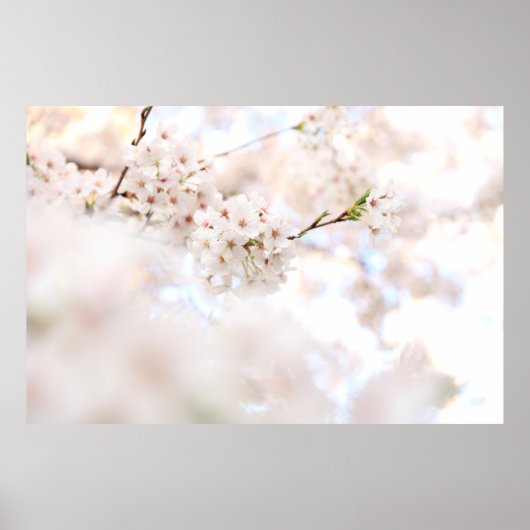 POSTER PHOTOGRAPHIE CLOSEUP CHERRY BLANC BLOSSOMS (Devant)