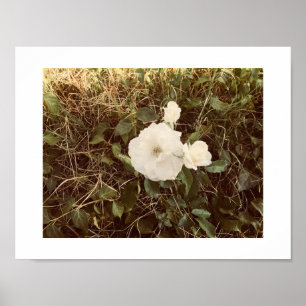 Poster Photographie couleur fleur