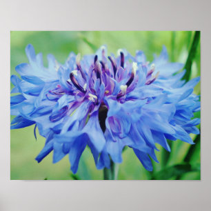 Poster Photographie d'art bleu floral