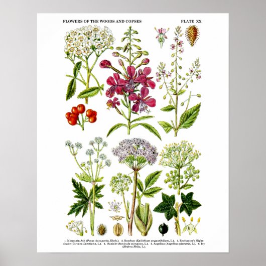 Poster Photographie d'art botanique Fleur sauvage no 4 (Devant)