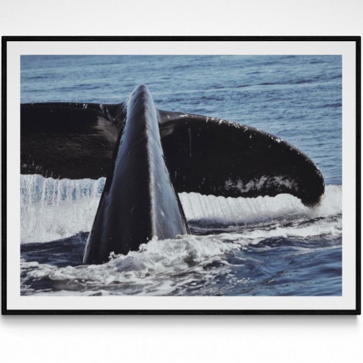 Poster Photographie d'art de baleine Tail