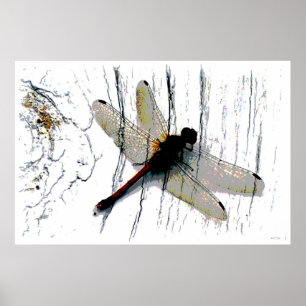 Poster Photographie d'art de libellules