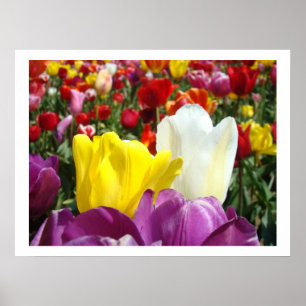 Poster Photographie d'art fin de fleurs de tulipes Tulipe
