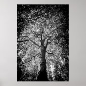 Poster PHOTOGRAPHIE D'ART FINE D'Arbre Noir et Blanc (Devant)