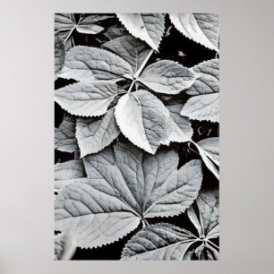 Poster Photographie d'art fine en noir et blanc de feuill
