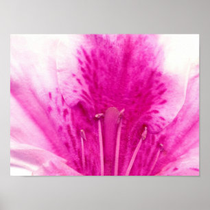 Poster Photographie d'art floral Azalea