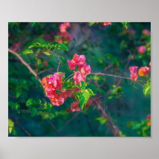 Poster Photographie d'art mural de fleur de bougainvillée (Devant)