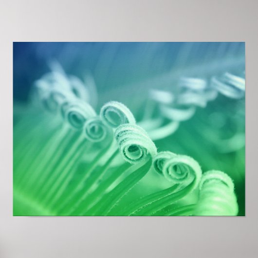 Poster Photographie d'art tropical du palmier de Sago (Devant)