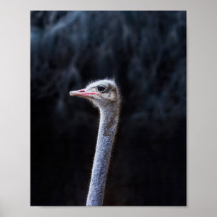 Poster Photographie d'autruche