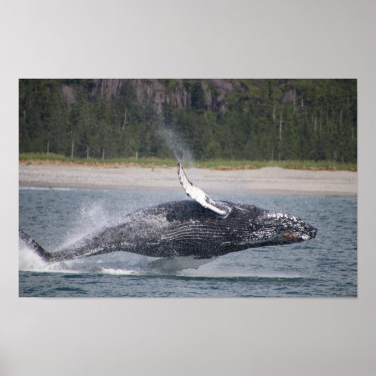 Poster Photographie de baleine sautante (Devant)