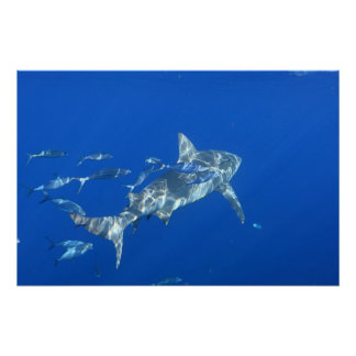 Poster Photographie de Bull Shark