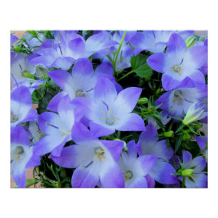 Poster Photographie de Campanules Violettes