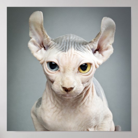 Poster Photographie de chat Sphinx Elf (Devant)