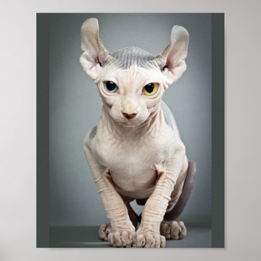 Poster Photographie de chat Sphinx Elf (Devant)
