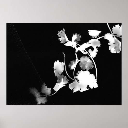 Poster Photographie de Cilantro (Devant)