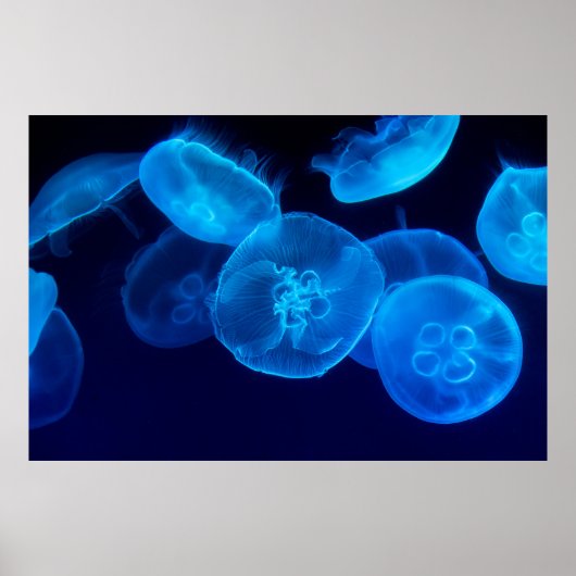 POSTER PHOTOGRAPHIE DE CLOSEUP DE SWARM DE JELLYFISH (Devant)