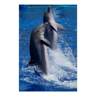 Poster Photographie de dauphins