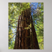 Poster Photographie de Douglas Fir Tree géant (Devant)