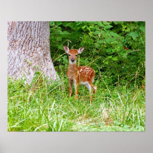 Poster Photographie de faon dans les bois (Devant)