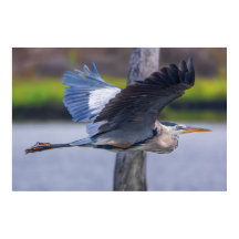 Photographie de faune et d'oiseaux de Grande Héron
