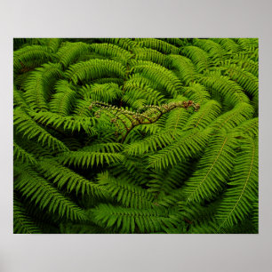 Poster Photographie de Fern Fine Art