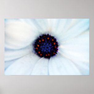 Poster Photographie de fleur de Marguerite africaine blan