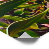 Poster Photographie de fleurs australiennes de Protea (Coin)