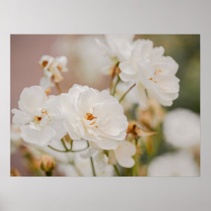 Poster Photographie de fleurs botaniques de roses blanche