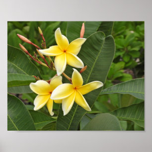 Poster Photographie de fleurs tropicales de Plumeria jaun
