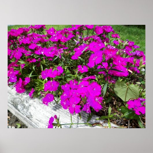 Poster Photographie de Fleurs violettes à Fayette, MO (Devant)