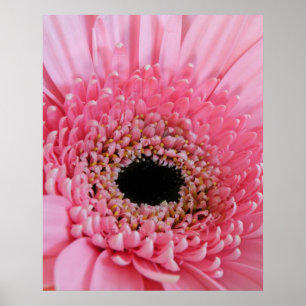 Poster Photographie de gerbera rose frais