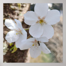 Photographie de gros plan de fleurs de cerisier Sa