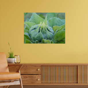 Poster Photographie de gros plan d'un bourgeon de tournes