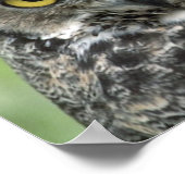 Poster Photographie de hibou (Coin)